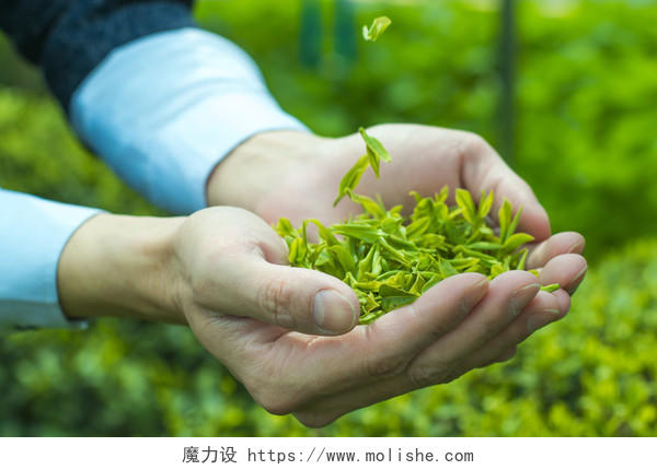 采茶春季清明绿色茶叶背景图片